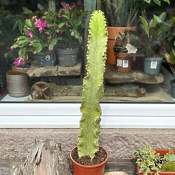 Euphorbia Ingens Variegata Cactus 17cm pot Extra Tall Houseplants 17cm pot