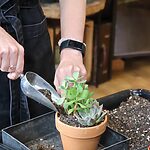 Succulent Garden Workshop