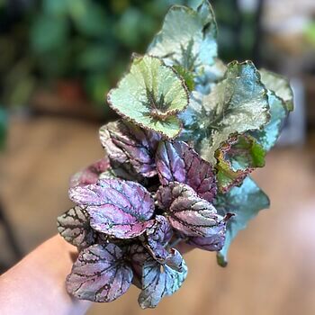 Begonia Rex 6cm pot Houseplants begonia 2