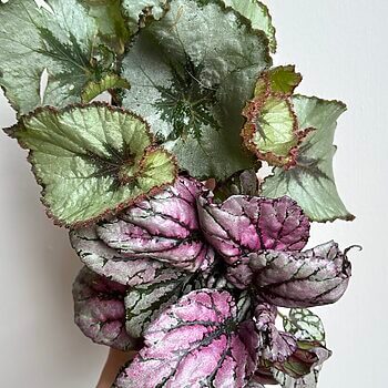 Begonia Rex 6cm pot Houseplants begonia