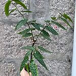 Begonia Tamaya Silver Polka Dot 9cm pot