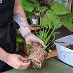 Xodus Repotting