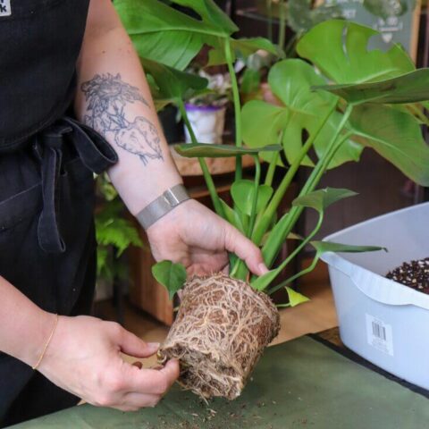 repotting plants, repotting service and potting mixes, when to repot the plant