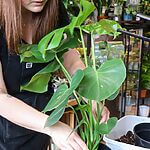 Home Visit Plant Repotting Service