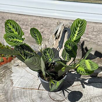 Maranta Lemon Lime Prayer Plant 15cm pot Hanging & Trailing beginner plant 2