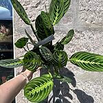 Maranta Lemon Lime Prayer Plant 15cm pot