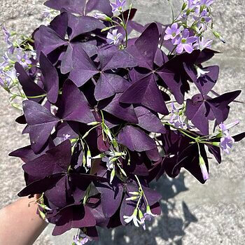 Oxalis Triangularis Purple Shamrock Mijke 12cm pot Houseplants bulb