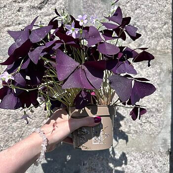 Oxalis Triangularis Purple Shamrock Mijke 12cm pot Houseplants bulb 2