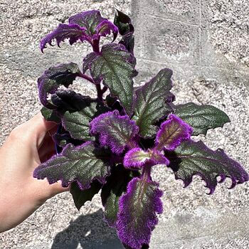 Purple Passion Gynura Aurantiaca Houseplants easy care