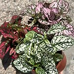 Hypoestes Phyllostachya Polka Dot Plant 8cm pot