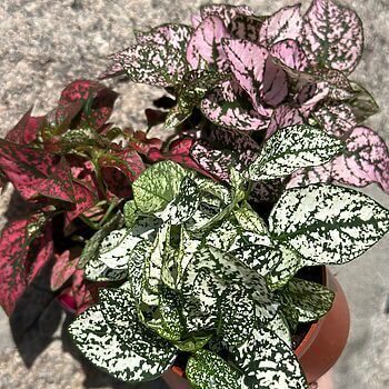 Hypoestes Phyllostachya Polka Dot Plant 8cm pot Houseplants 8cm pot