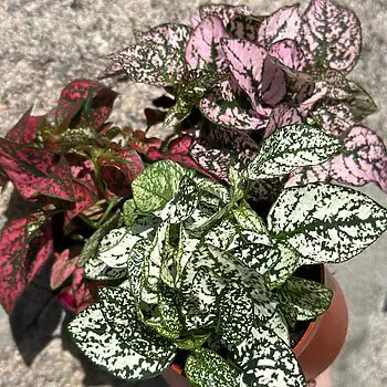 Hypoestes Phyllostachya Polka Dot Plant 8cm pot