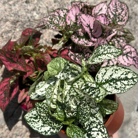 Hypoestes Phyllostachya Polka Dot Plant
