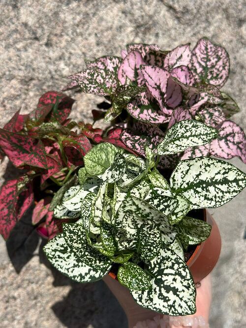 Hypoestes Phyllostachya Polka Dot Plant