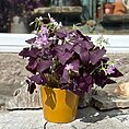 oxalis purple shamrock