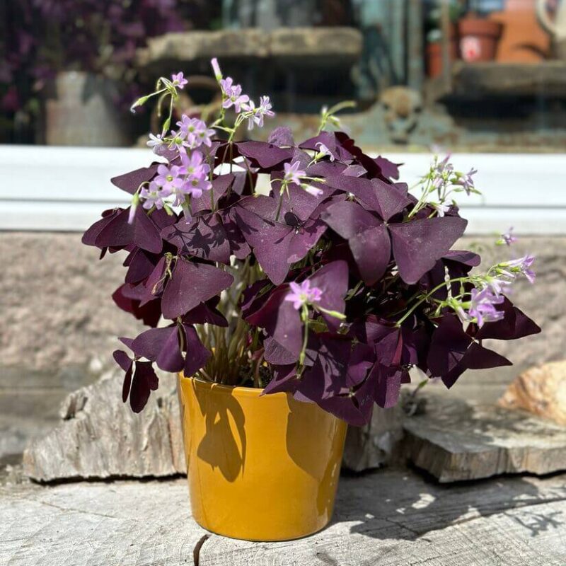 oxalis purple shamrock oxalis purple shamrock