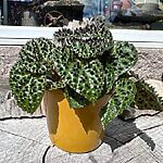 Classic Mustard Yellow Glazed Ceramic Planter