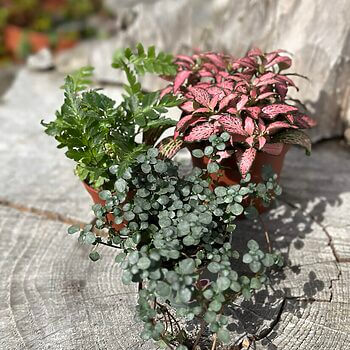 Terrarium Plant Bundles Make Your Own Terrarium Houseplants begonia 2