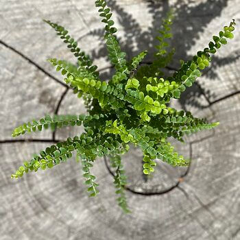 Nephrolepis Cordifolia Boston Fern 5cm Hanging & Trailing 3for12 2