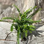 Nephrolepis Cordifolia Boston Fern 5cm