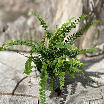 Nephrolepis Cordifolia Boston Fern 5cm Hanging & Trailing 3for12