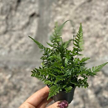 Polystichum Tsussimense Korean Rock Fern Houseplants fern 2