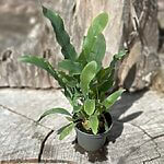 Blue Star Fern Phlebodium Aureum