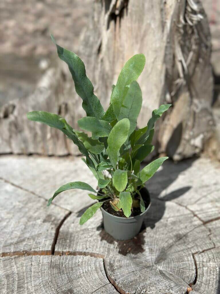 Blue Star Fern Phlebodium Aureum