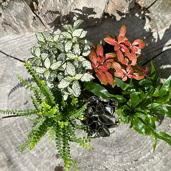 Terrarium Plant Bundles Make Your Own Terrarium Houseplants begonia