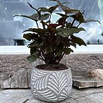 Botanical Leaf Design Concrete Planter