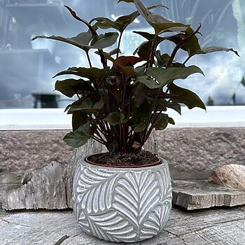 Botanical Leaf Design Concrete Planter Plant Accessories grey