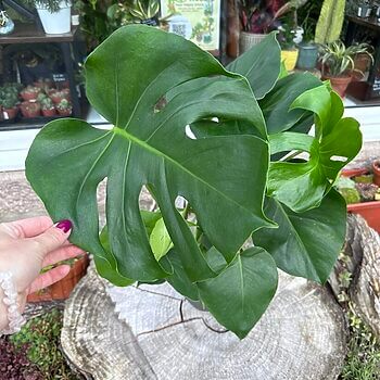 Monstera Deliciosa Cheese Plant Houseplants cheese plant