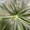 alocasia