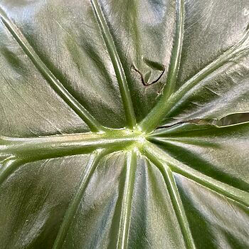 Alocasia Macrorrhiza Giant Taro Large Elephant Ear 17cm pot Houseplants alocasia 2