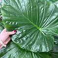 alocasia
