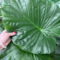 alocasia