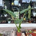 alocasia