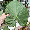 alocasia