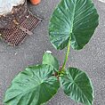 alocasia