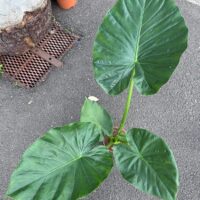 alocasia