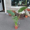 alocasia