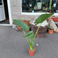 alocasia