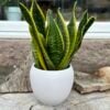 White Matt Glaze Classic Planter