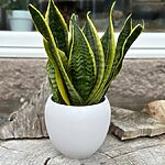 White Matt Glaze Classic Planter