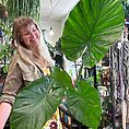 alocasia