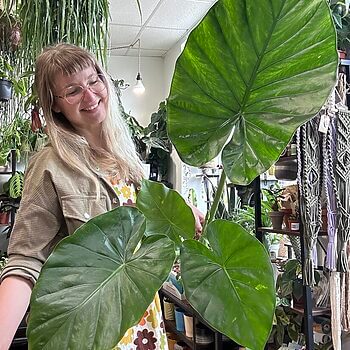 Alocasia Macrorrhiza Giant Taro Large Elephant Ear 17cm pot Houseplants alocasia