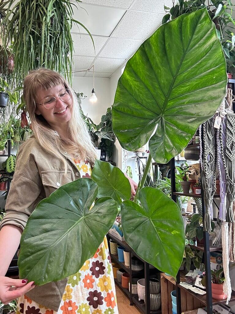 alocasia