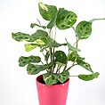 Vibrant indoor plant in a glossy pink pot adds style and beauty to any space.