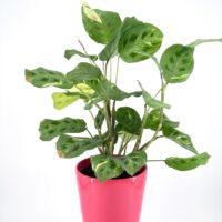 Vibrant indoor plant in a glossy pink pot adds style and beauty to any space.