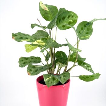 Vibrant indoor plant in a glossy pink pot adds style and beauty to any space.